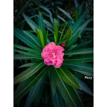 Gorgeous Arali Flowers